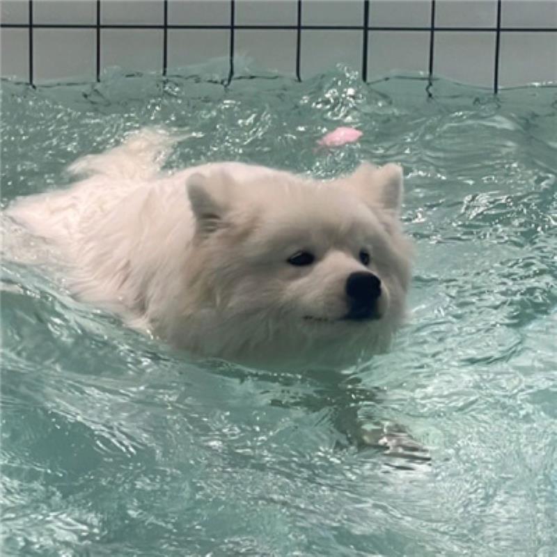 溫州結(jié)女伴旅游圖書管理員過(guò)海泳 溫州結(jié)女伴旅游圖書管理員過(guò)海泳