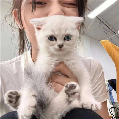 禹州旅游私人導游T臺車模板蓉舒 禹州旅游私人導游T臺車模板蓉舒