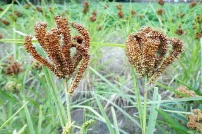 關于秘境墨脫,你不知道的事! 關于秘境墨脫,你不知道的事!