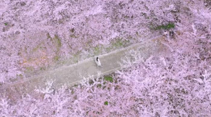 國內花海頂流,火了四年,免收門票,浪漫不會遲到! 國內花海頂流,火了四年,免收門票,浪漫不會遲到!