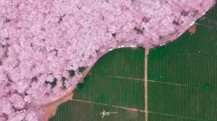 國內花海頂流,火了四年,免收門票,浪漫不會遲到! 國內花海頂流,火了四年,免收門票,浪漫不會遲到!