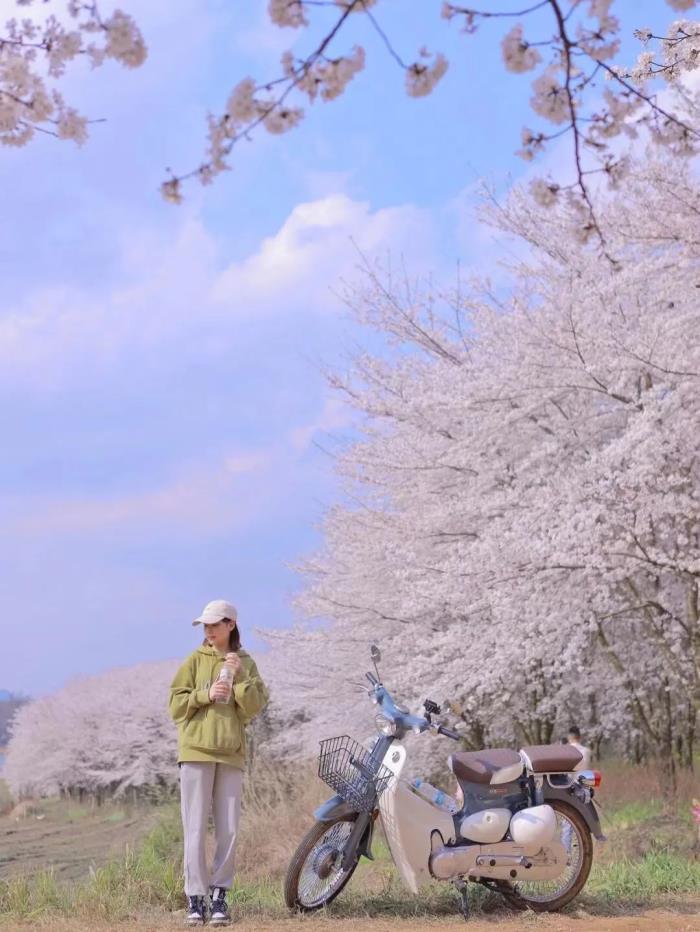 國內花海頂流,火了四年,免收門票,浪漫不會遲到! 國內花海頂流,火了四年,免收門票,浪漫不會遲到!