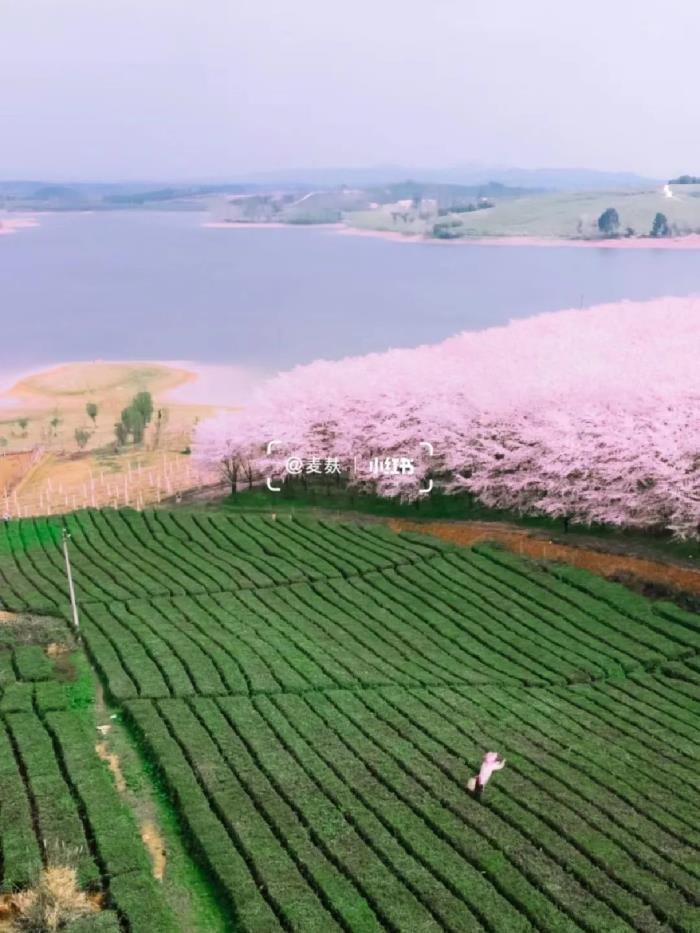 國內花海頂流,火了四年,免收門票,浪漫不會遲到! 國內花海頂流,火了四年,免收門票,浪漫不會遲到!