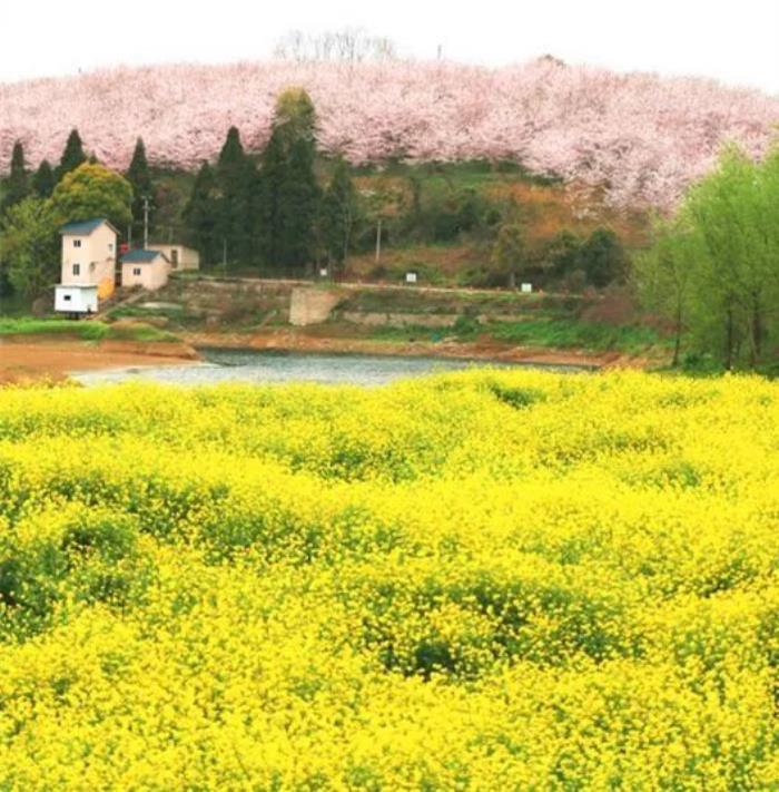 國內花海頂流,火了四年,免收門票,浪漫不會遲到! 國內花海頂流,火了四年,免收門票,浪漫不會遲到!