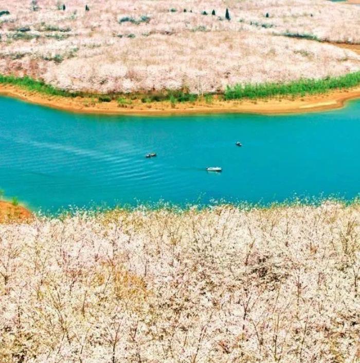 國內花海頂流,火了四年,免收門票,浪漫不會遲到! 國內花海頂流,火了四年,免收門票,浪漫不會遲到!
