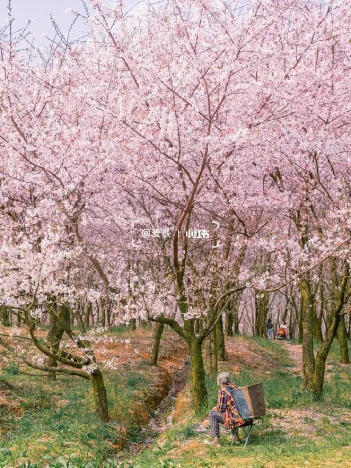 國內花海頂流,火了四年,免收門票,浪漫不會遲到! 國內花海頂流,火了四年,免收門票,浪漫不會遲到!