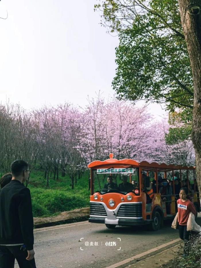 國內花海頂流,火了四年,免收門票,浪漫不會遲到! 國內花海頂流,火了四年,免收門票,浪漫不會遲到!