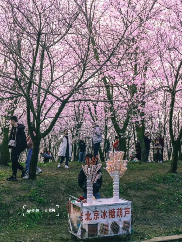 國內花海頂流,火了四年,免收門票,浪漫不會遲到! 國內花海頂流,火了四年,免收門票,浪漫不會遲到!