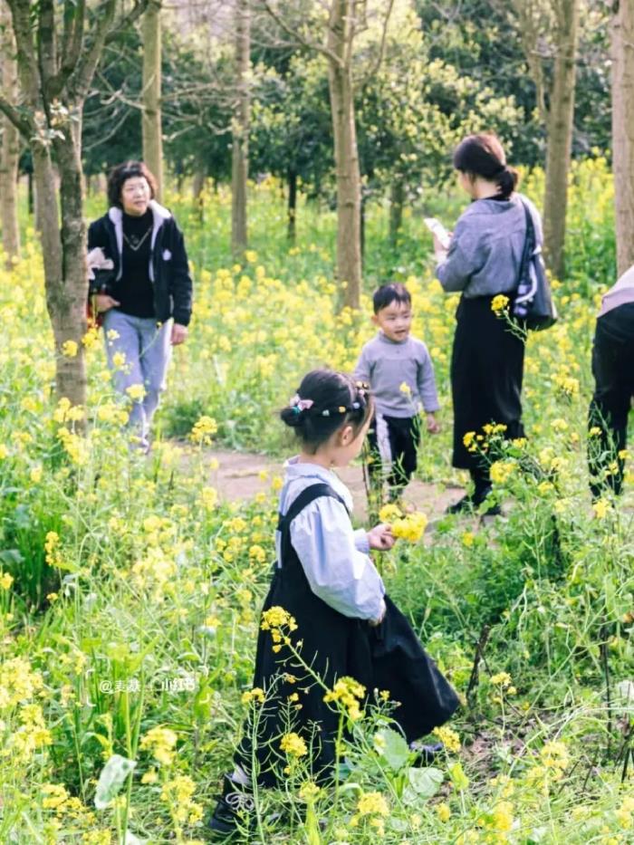 國內花海頂流,火了四年,免收門票,浪漫不會遲到! 國內花海頂流,火了四年,免收門票,浪漫不會遲到!