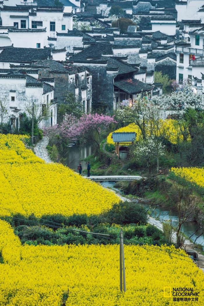 徽州歸來不看春,中國江南春意的最高潮! 徽州歸來不看春,中國江南春意的最高潮!