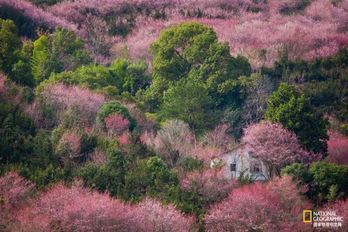 徽州歸來不看春,中國江南春意的最高潮! 徽州歸來不看春,中國江南春意的最高潮!