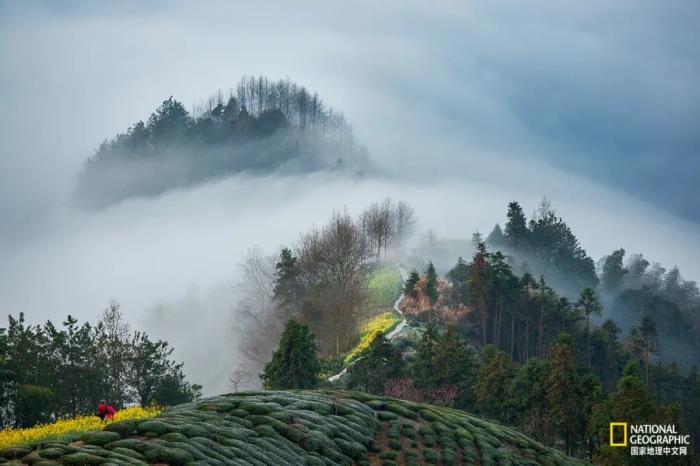 徽州歸來不看春,中國江南春意的最高潮! 徽州歸來不看春,中國江南春意的最高潮!