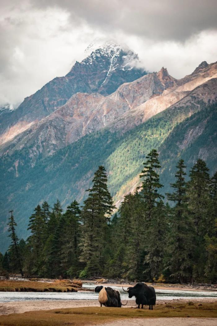 年年賣爆的西藏林芝桃花 解鎖全新玩法! 年年賣爆的西藏林芝桃花 解鎖全新玩法!