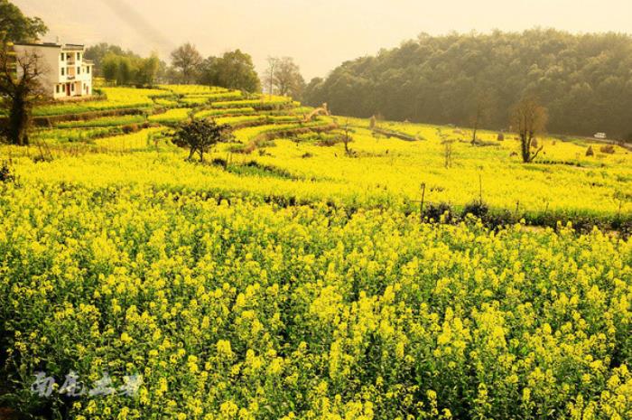 別來找我 我要去婺源掃黃了 別來找我 我要去婺源掃黃了
