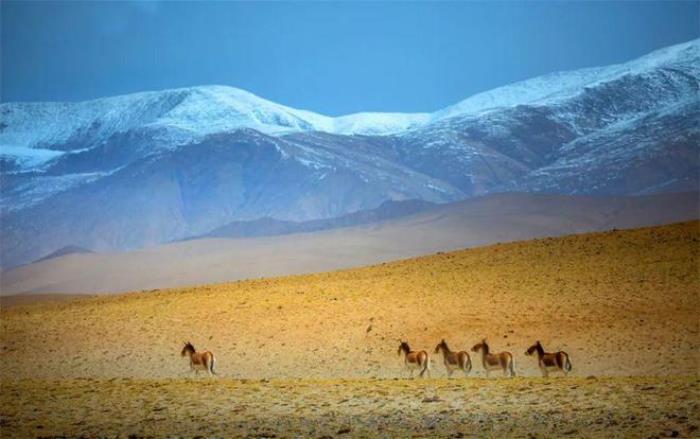 年年火爆出圈的青甘線,到底怎么玩?