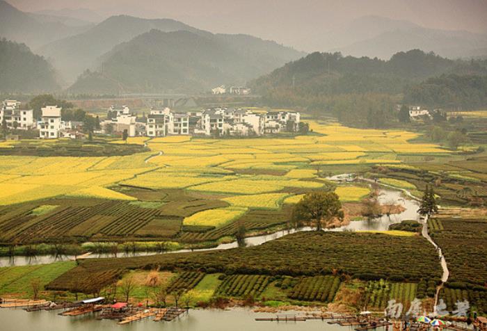 別來找我 我要去婺源掃黃了 別來找我 我要去婺源掃黃了