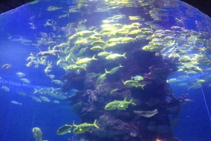 武漢東湖海洋世界可以帶吃的進去嗎