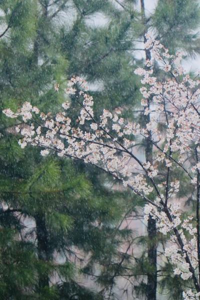 國內(nèi)花海頂流，火了四年，免收門票，浪漫不會遲到