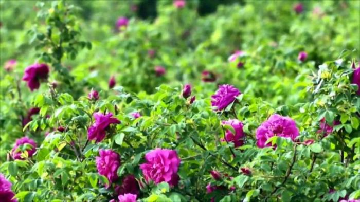 黑河有哪些土特產