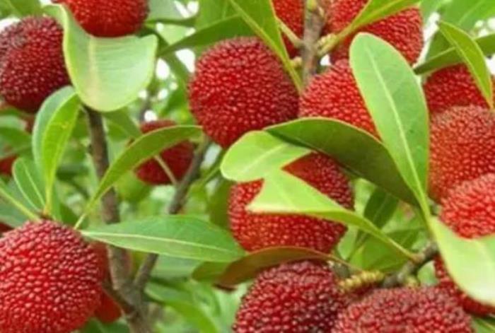 楊梅怎么洗比較干凈