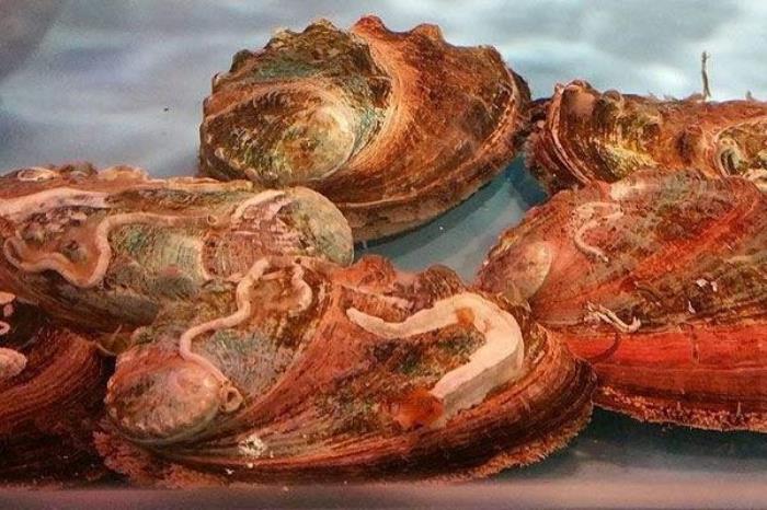 深圳特色土特產推薦