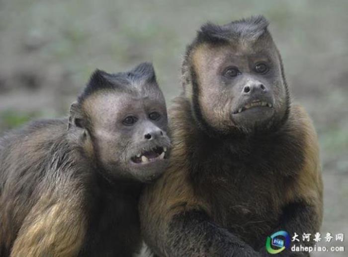 泉州海絲野生動物世界 泉州海絲野生動物世界