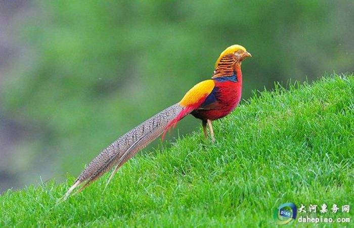 泉州海絲野生動物世界 泉州海絲野生動物世界