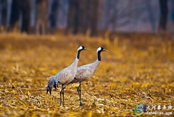 泉州海絲野生動物世界 泉州海絲野生動物世界