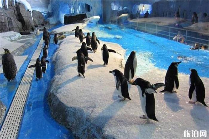 成都海昌極地海洋世界 成都海昌極地海洋世界