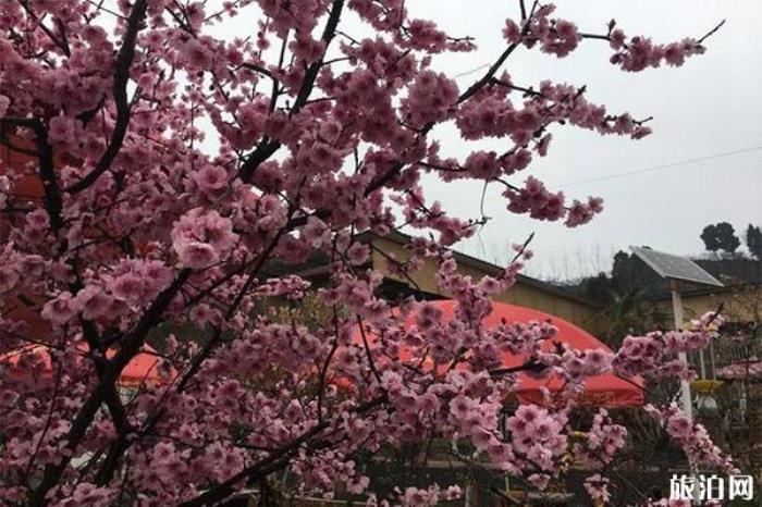 成都桃花故里旅游景區(qū) 成都桃花故里旅游景區(qū)