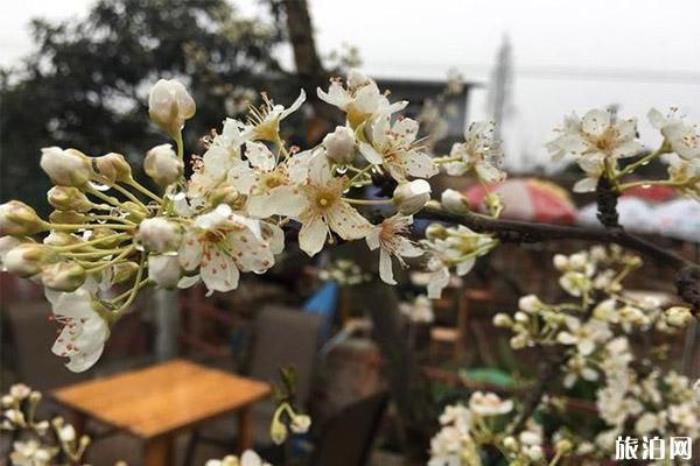 成都桃花故里旅游景區(qū) 成都桃花故里旅游景區(qū)