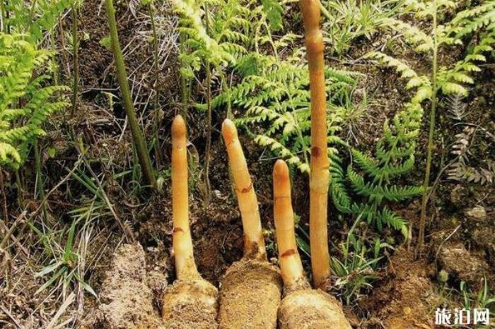 昭通小草壩風景區 昭通小草壩風景區