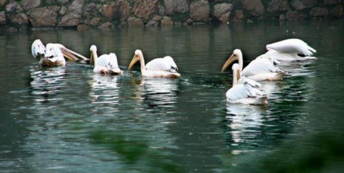 廣州動物園 廣州動物園