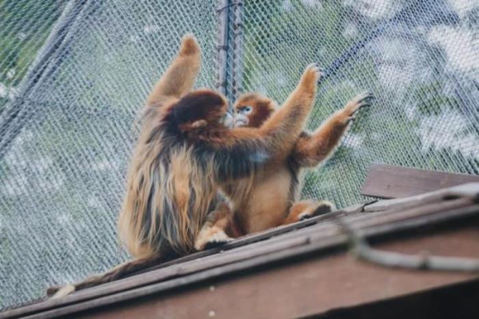 廣州動物園 廣州動物園
