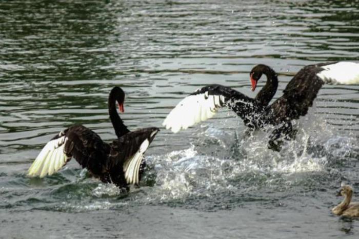 廣州動物園 廣州動物園