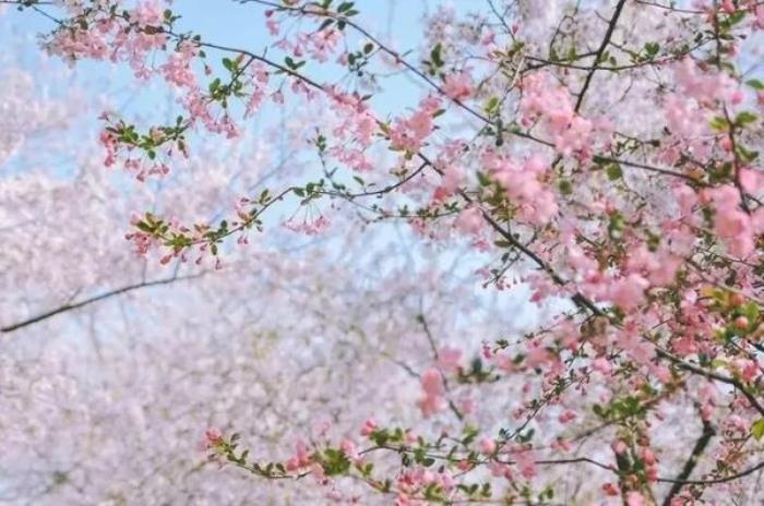 正定古城櫻花小鎮 正定古城櫻花小鎮