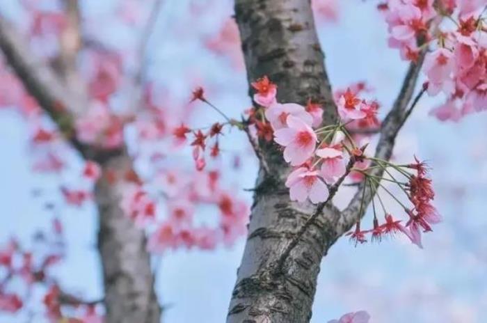 正定古城櫻花小鎮 正定古城櫻花小鎮