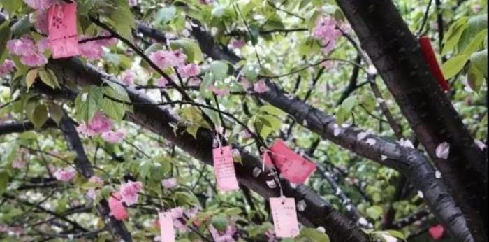 正定古城櫻花小鎮 正定古城櫻花小鎮