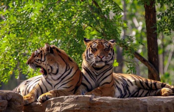 秦皇島野生動(dòng)物園