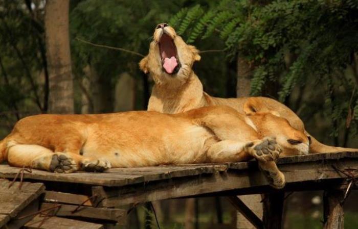 秦皇島野生動(dòng)物園 秦皇島野生動(dòng)物園