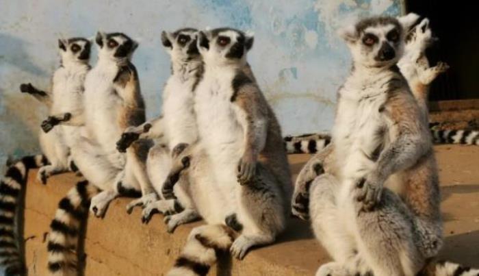 秦皇島野生動(dòng)物園 秦皇島野生動(dòng)物園