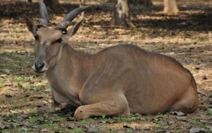 秦皇島野生動(dòng)物園 秦皇島野生動(dòng)物園