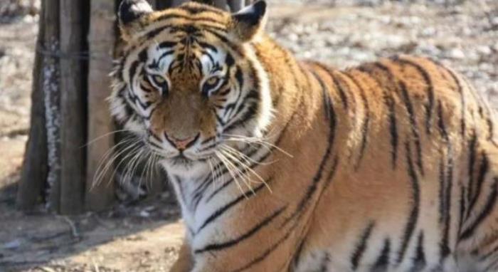 秦皇島野生動(dòng)物園 秦皇島野生動(dòng)物園