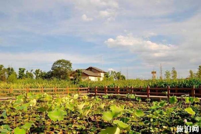 長沙洋湖濕地 長沙洋湖濕地