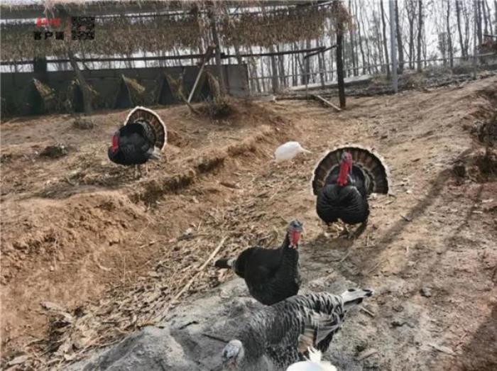 襄陽野生動物世界 襄陽野生動物世界