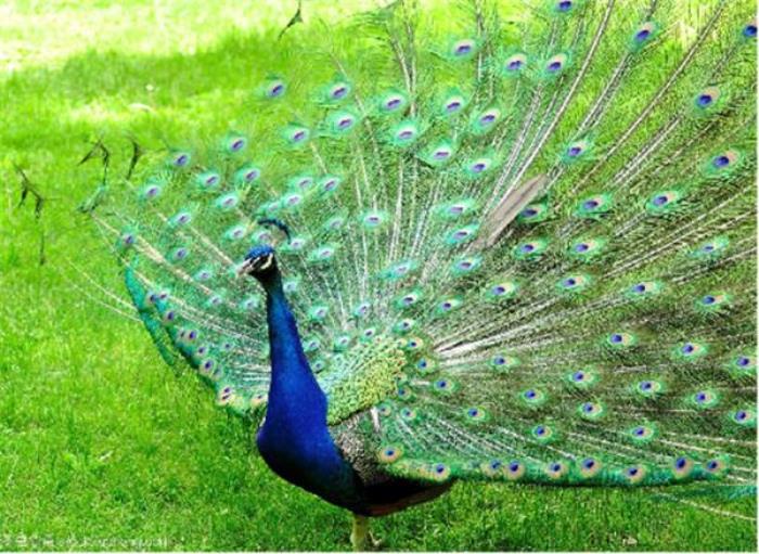 襄陽野生動物世界 襄陽野生動物世界