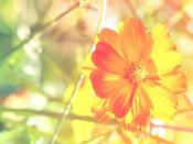 很順眼的女頭超級的洋氣且又溫柔 好看又低